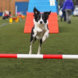 Doggie Day Care Half Day